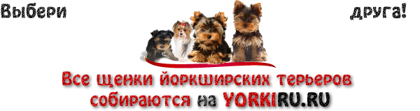 Японский хин характер фото и описание породы